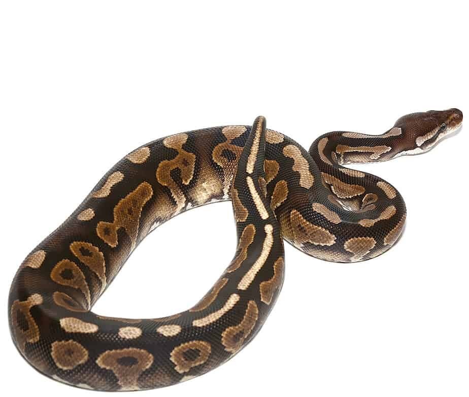 baby cinnamon yellowbelly ball python for sale baby cinnamon yellowbelly ball python for sale