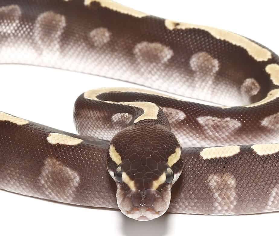 baby ghi mojave yellowbelly ball python for sale baby ghi mojave yellowbelly ball python for sale