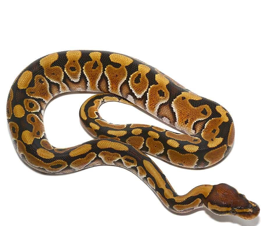 baby special het clown ball python for sale baby special het clown ball python for sale