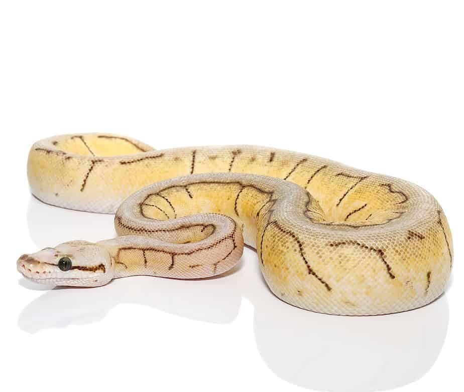 baby spinnerblast scaleless head ball python for sale baby spinnerblast scaleless head ball python for sale