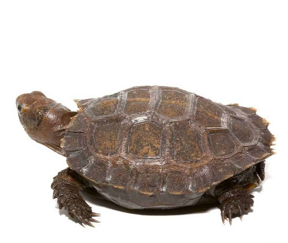 baby burmese brown mountain tortoise for sale baby burmese brown mountain tortoise for sale