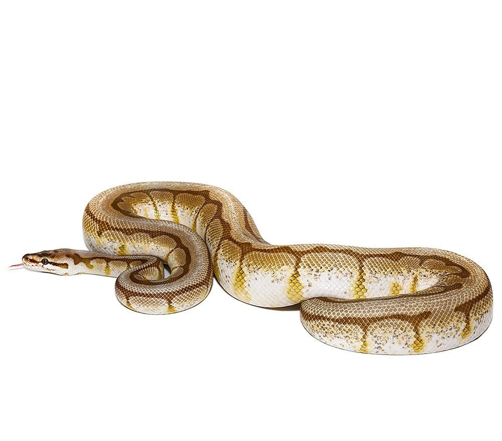 lesser spider ahi ball python for sale lesser spider ahi ball python for sale