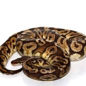 flare inferno ball python for sale
