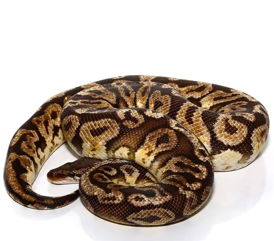 flare inferno ball python for sale flare inferno ball python for sale