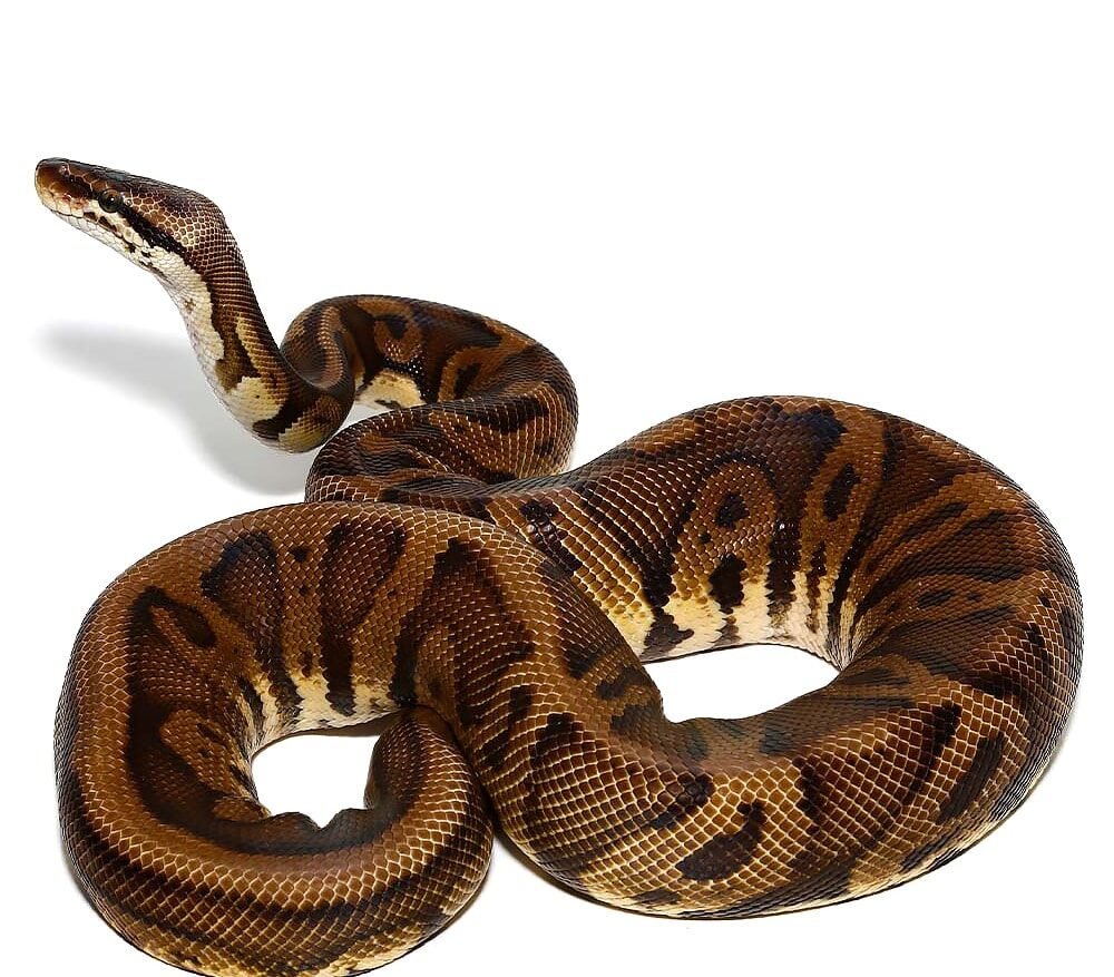 leopard nanny pastel ball python for sale leopard nanny pastel ball python for sale