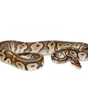 super pastel chocolate ball python for sale