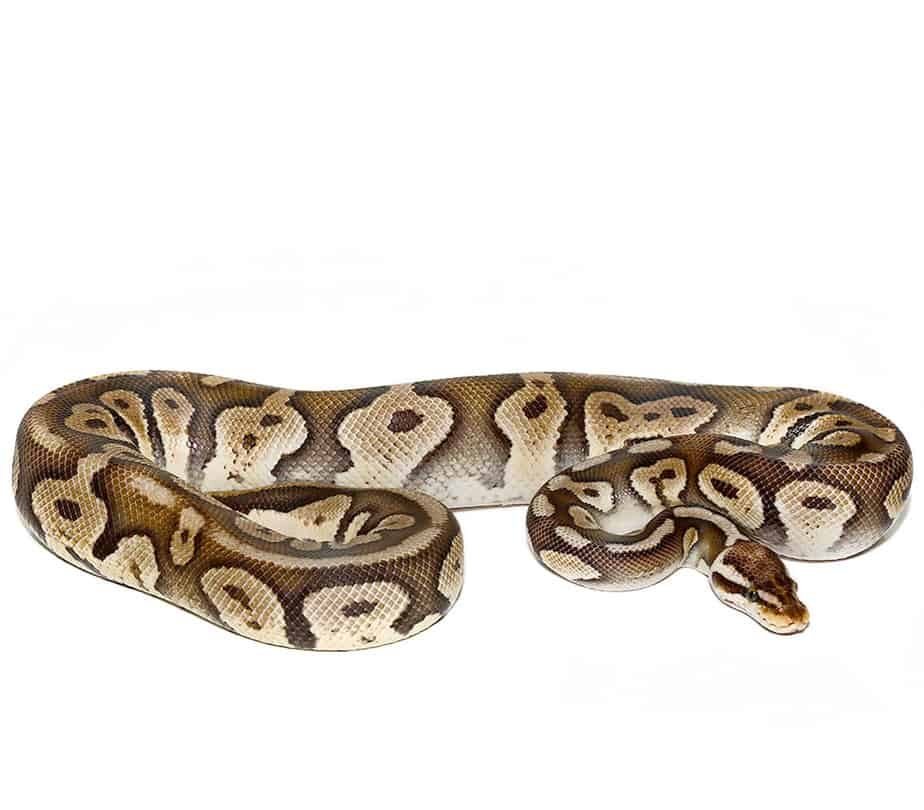 super pastel chocolate ball python for sale super pastel chocolate ball python for sale