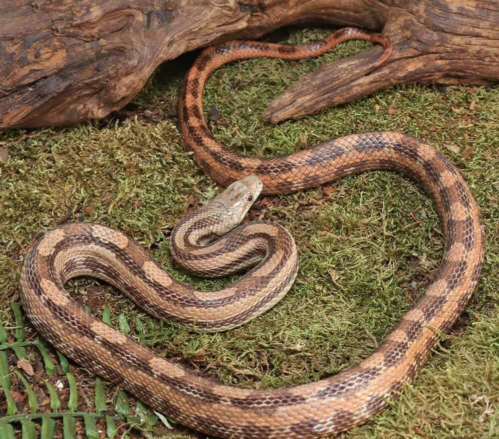 gulf hammock ratsnake for sale gulf hammock ratsnake for sale