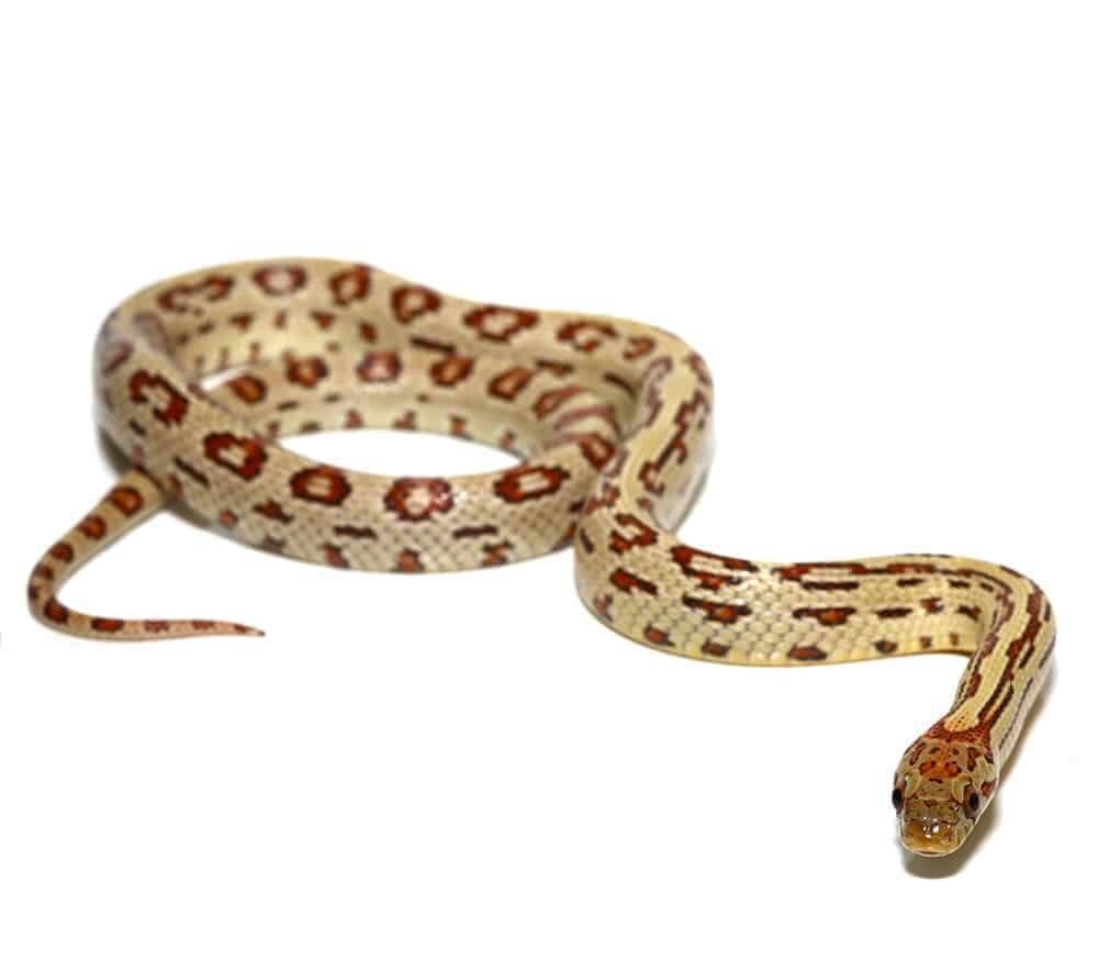 c.b. aberrant tharabrook cornsnake for sale c.b. aberrant tharabrook cornsnake for sale