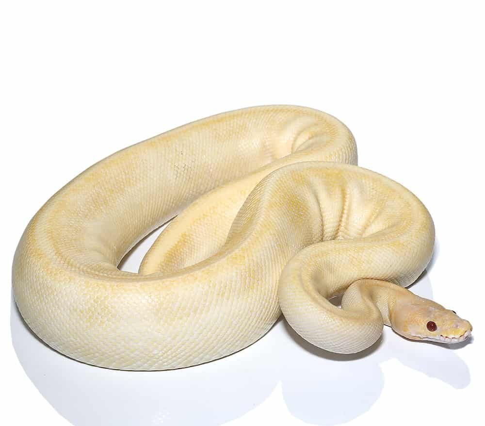 pinstripe candino champagne ball python for sale pinstripe candino champagne ball python for sale