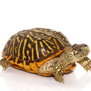 desert ornate box turtle for sale
