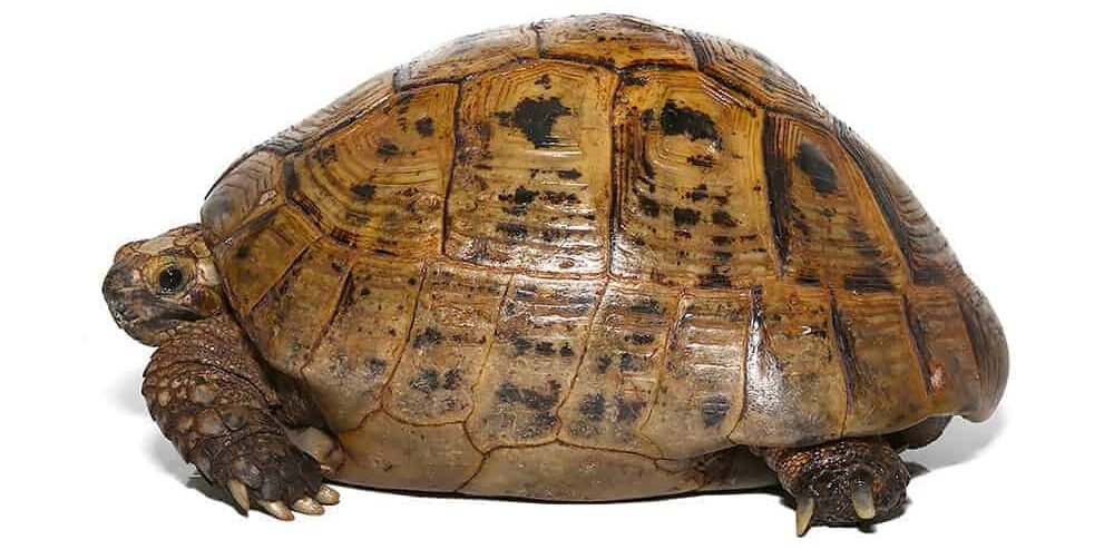 golden greek tortoise for sale golden greek tortoise for sale