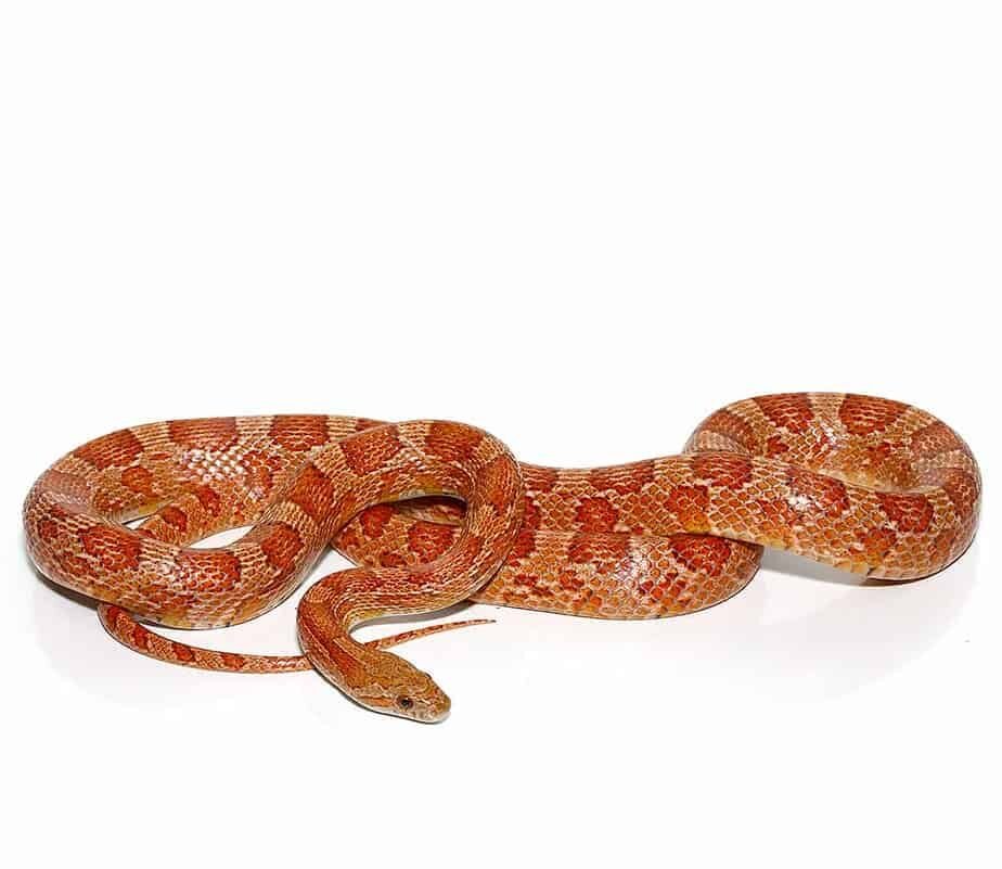 c.b. hypo possible het scaleless cornsnake for sale c.b. hypo possible het scaleless cornsnake for sale