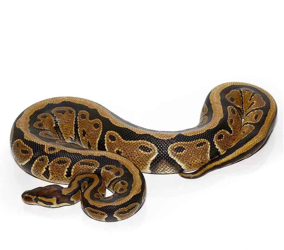 adult striped ball python for sale adult striped ball python for sale