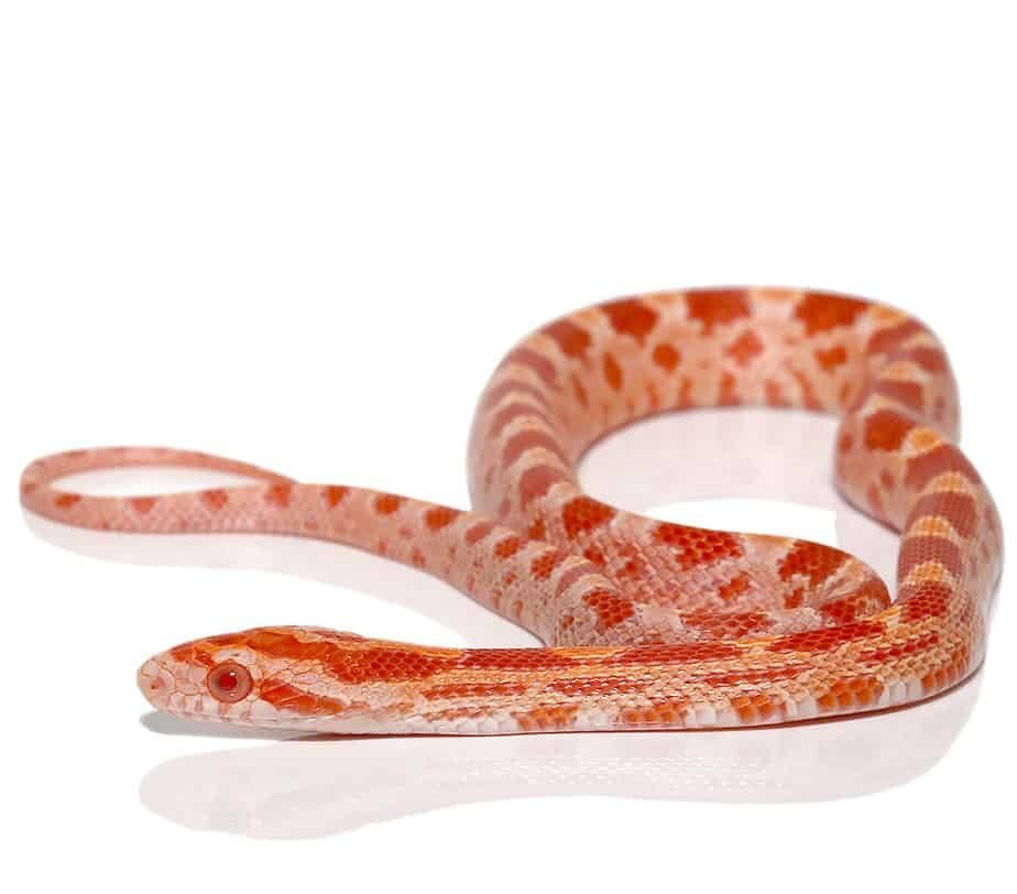 c.b. baby albino diffused cornsnake (fire) for sale c.b. baby albino diffused cornsnake (fire) for sale