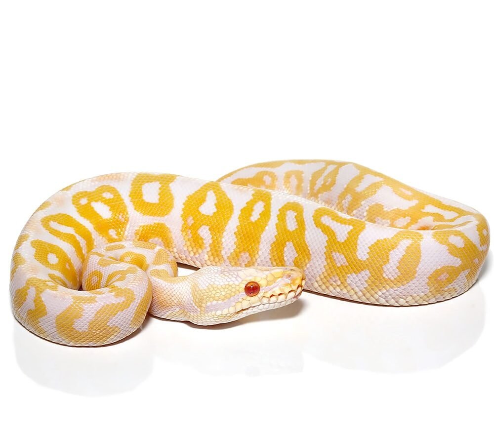 baby albino leopard pastel ball python for sale baby albino leopard pastel ball python for sale