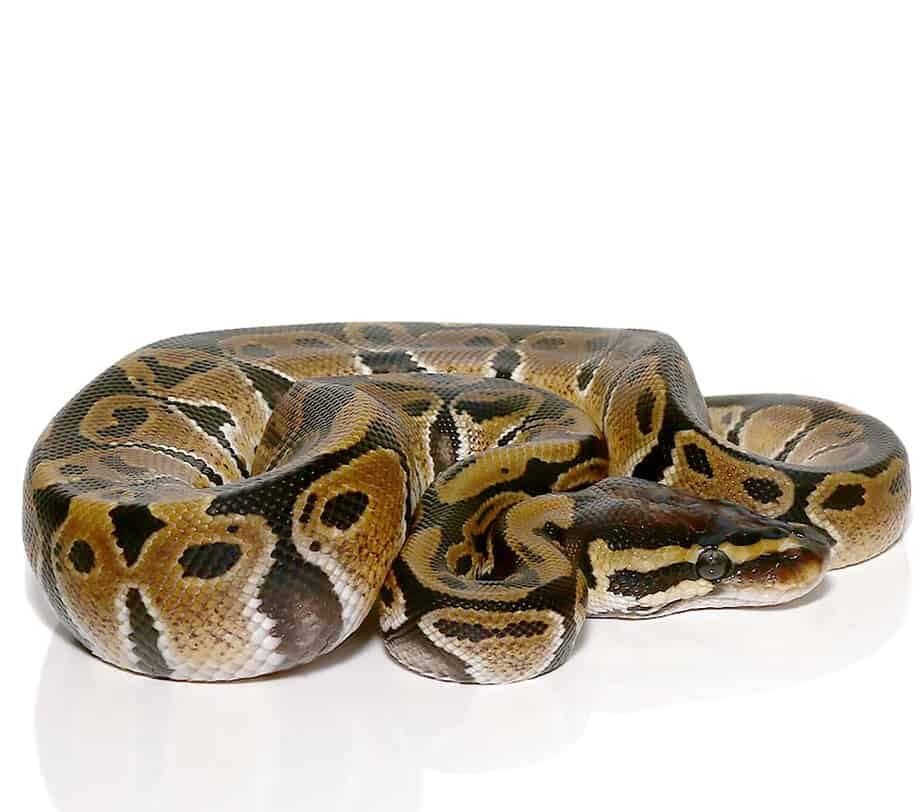 baby ball python het vpi axanthic for sale baby ball python het vpi axanthic for sale