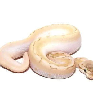 baby bamboo spinner ball python for sale