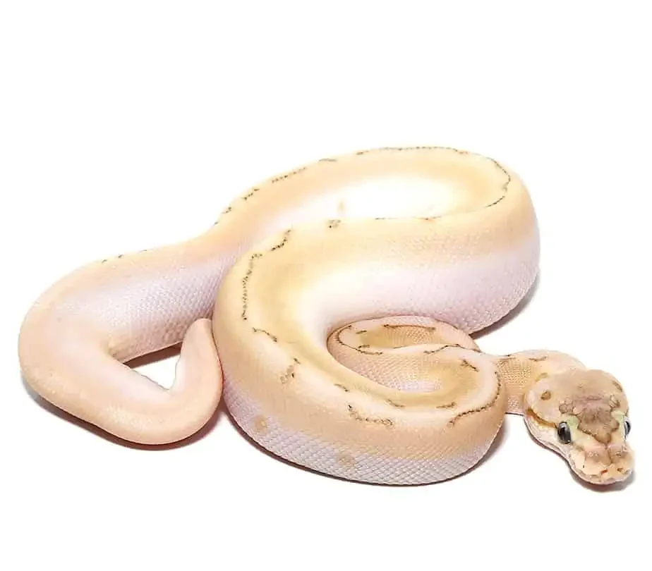 baby bamboo spinner ball python for sale baby bamboo spinner ball python for sale