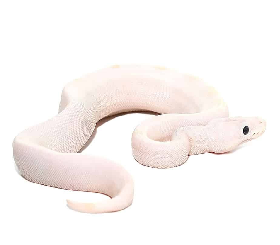 baby black eye leucistic ball python for sale baby black eye leucistic ball python for sale