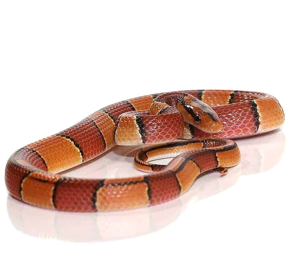 baby broad banded mountain ratsnake for sale baby broad banded mountain ratsnake for sale