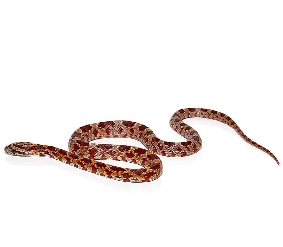 c.b. baby diffused cornsnake for sale c.b. baby diffused cornsnake for sale