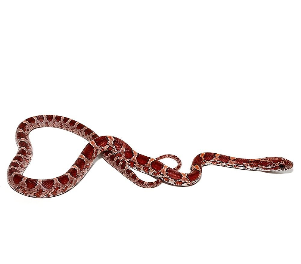 baby normal double het amel palmetto cornsnake for sale baby normal double het amel palmetto cornsnake for sale
