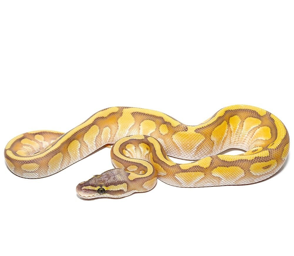 baby enchi hypo lesser pastel ball python for sale baby enchi hypo lesser pastel ball python for sale