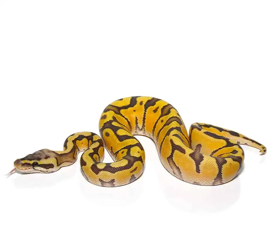baby enchi hypo pastel ball python for sale baby enchi hypo pastel ball python for sale