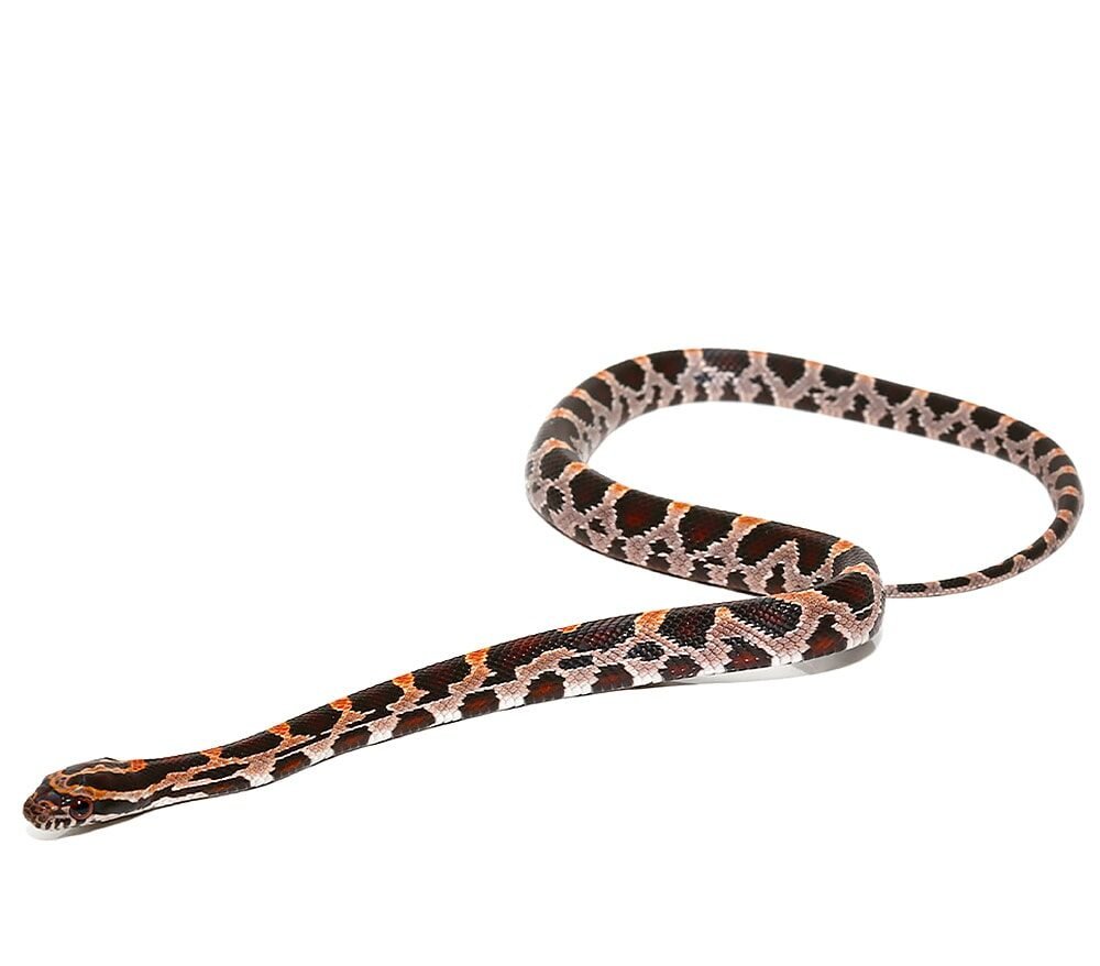 baby extreme okeetee cornsnake for sale baby extreme okeetee cornsnake for sale