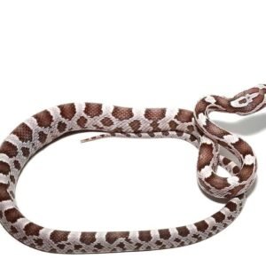 c.b. baby ghost hypo cornsnake for sale