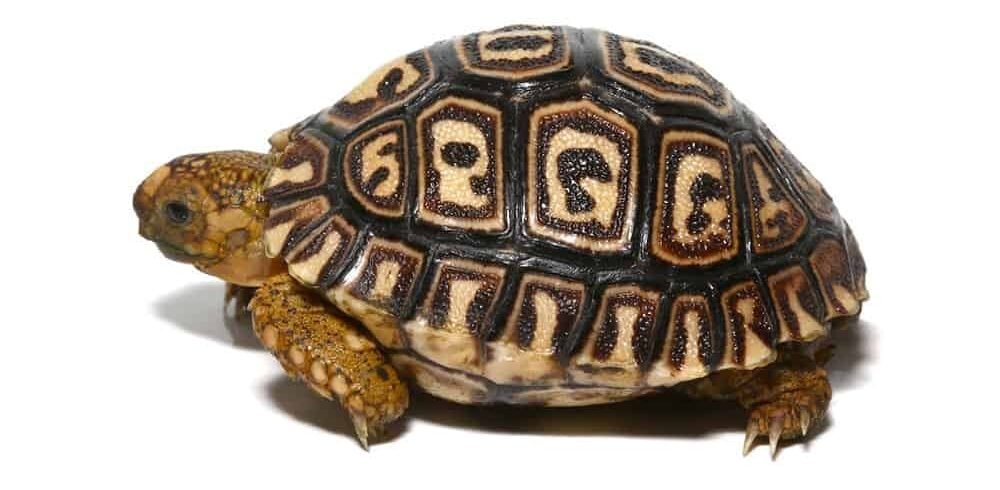 baby giant south african leopard tortoise for sale baby giant south african leopard tortoise for sale