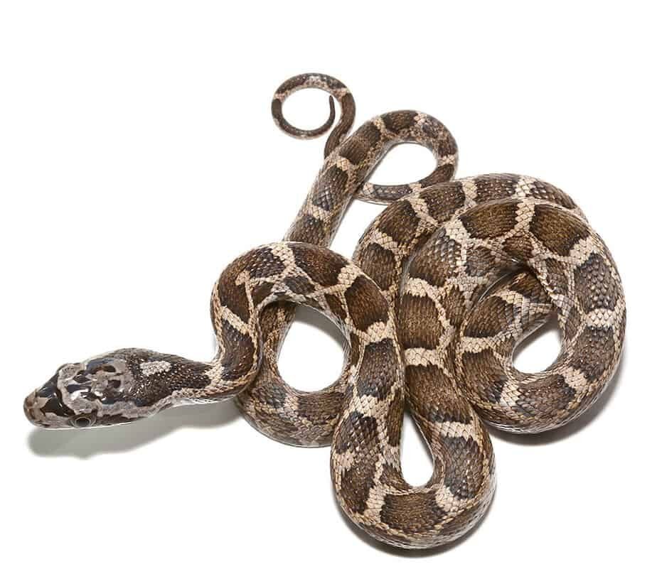 baby great plains ratsnake for sale baby great plains ratsnake for sale