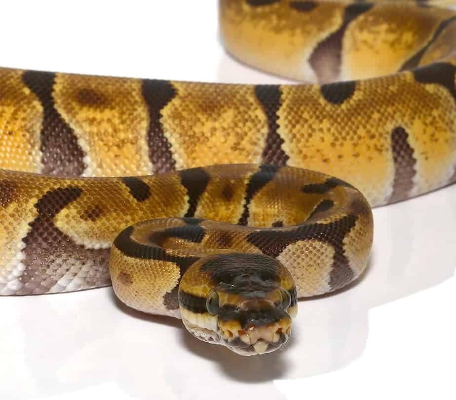 baby hyper enchi het albino ball python for sale baby hyper enchi het albino ball python for sale