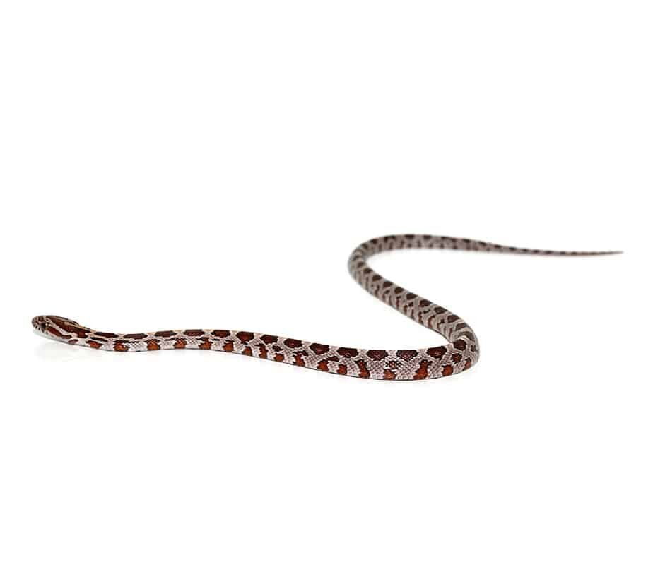baby hypo miami okeetee het albino cornsnake for sale baby hypo miami okeetee het albino cornsnake for sale