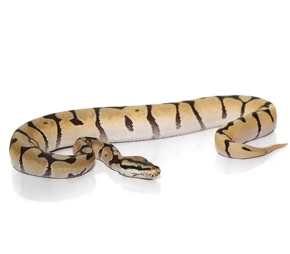 baby mystic orange dream spider ball python het orange ghost for sale baby mystic orange dream spider ball python het orange ghost for sale