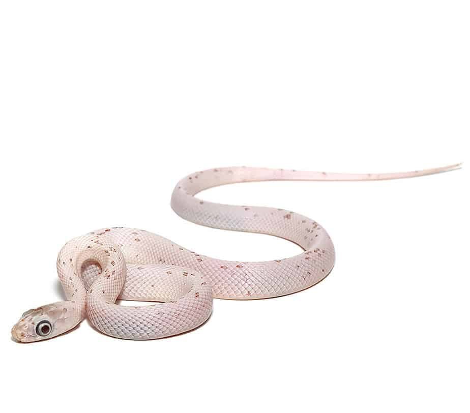 baby palmetto poss het scaleless motley anery amel cornsnake for sale baby palmetto poss het scaleless motley anery amel cornsnake for sale
