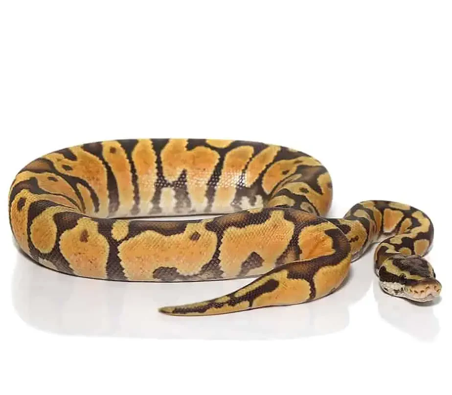 baby pastel enchi yellowbelly orange ghost ball python for sale baby pastel enchi yellowbelly orange ghost ball python for sale