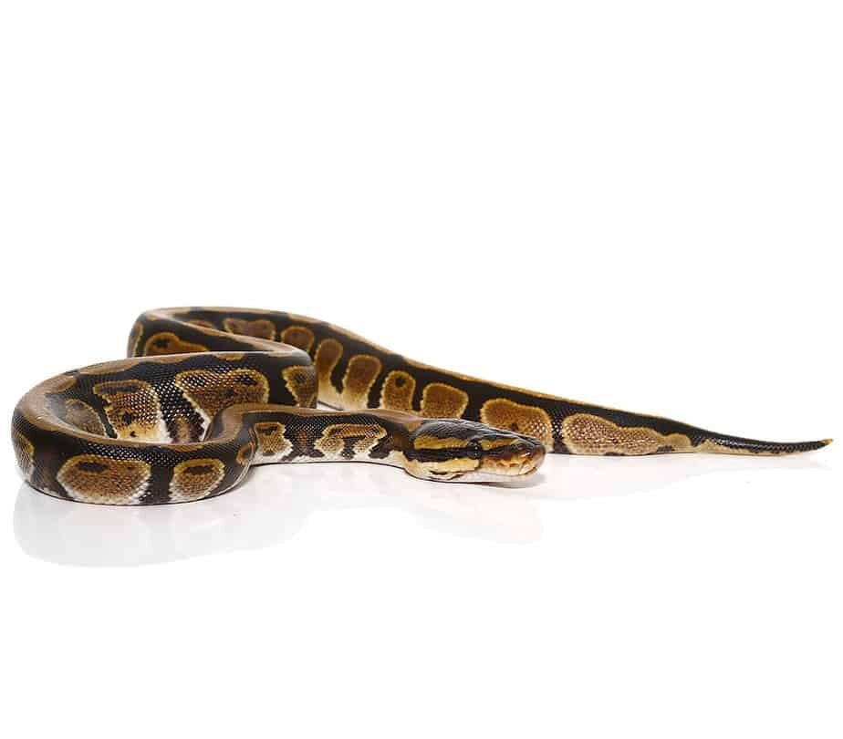 baby striped dinker ball python for sale baby striped dinker ball python for sale