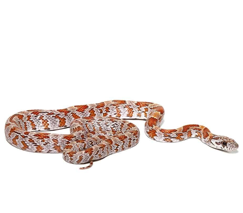 baby sunkissed cornsnake double het caramel and hypo for baby sunkissed cornsnake double het caramel and hypo for