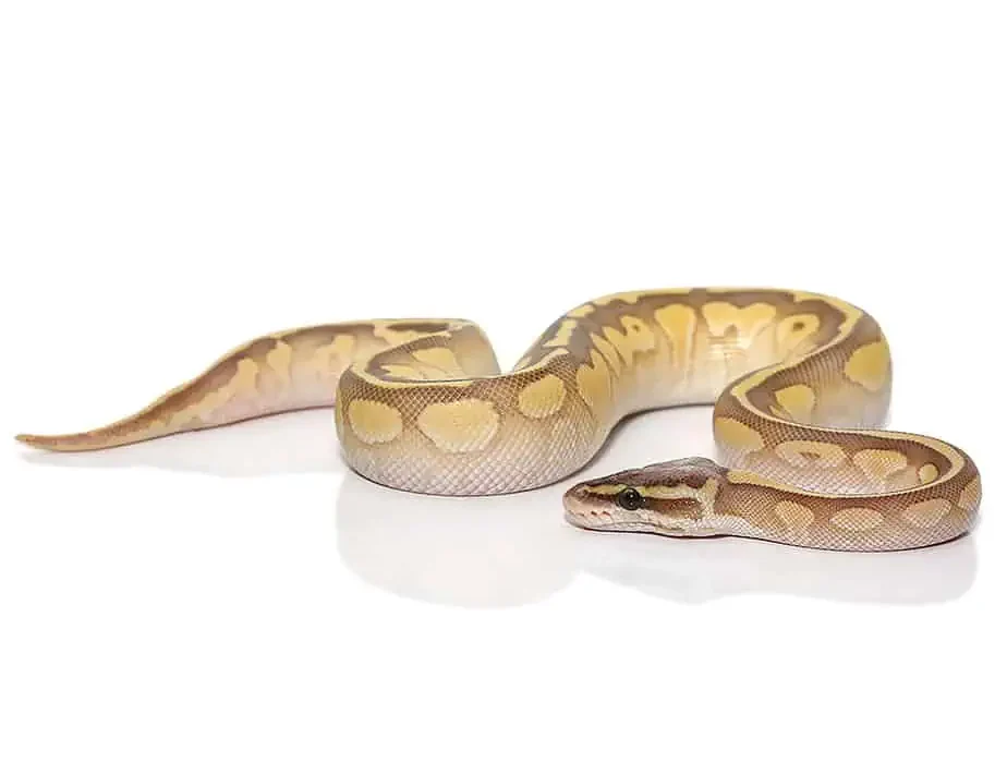 baby super pastel lesser ball python het pied for sale baby super pastel lesser ball python het pied for sale