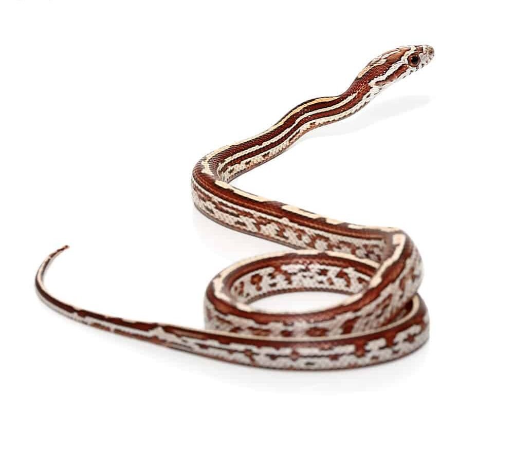 baby tessera okeetee cornsnake for sale baby tessera okeetee cornsnake for sale
