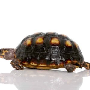 colombian redfoot tortoise for sale