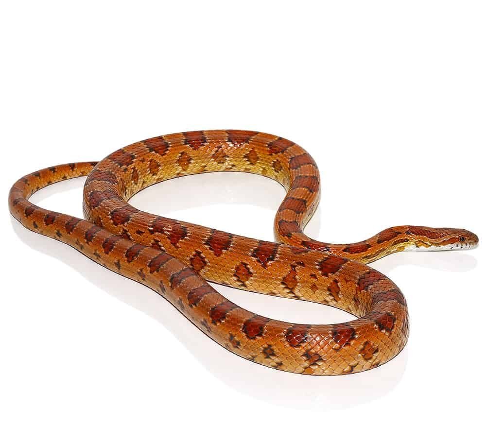 c.b. het albino cornsnake for sale c.b. het albino cornsnake for sale