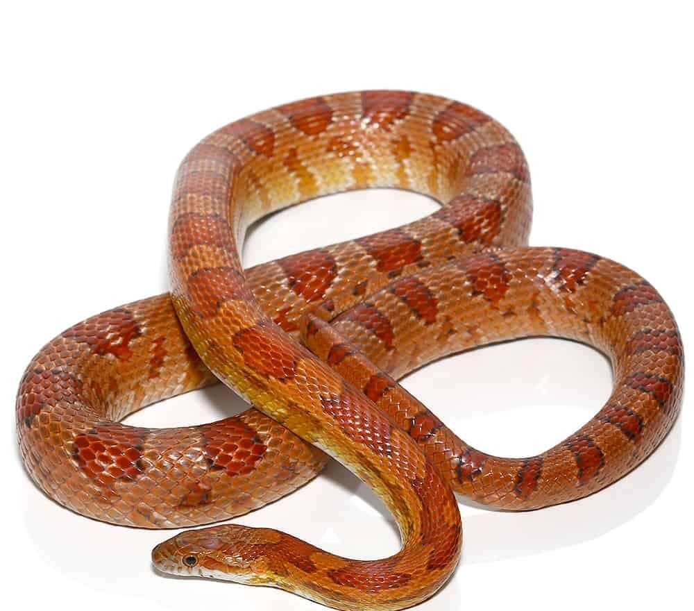 c.b. het albino miami cornsnake for sale c.b. het albino miami cornsnake for sale