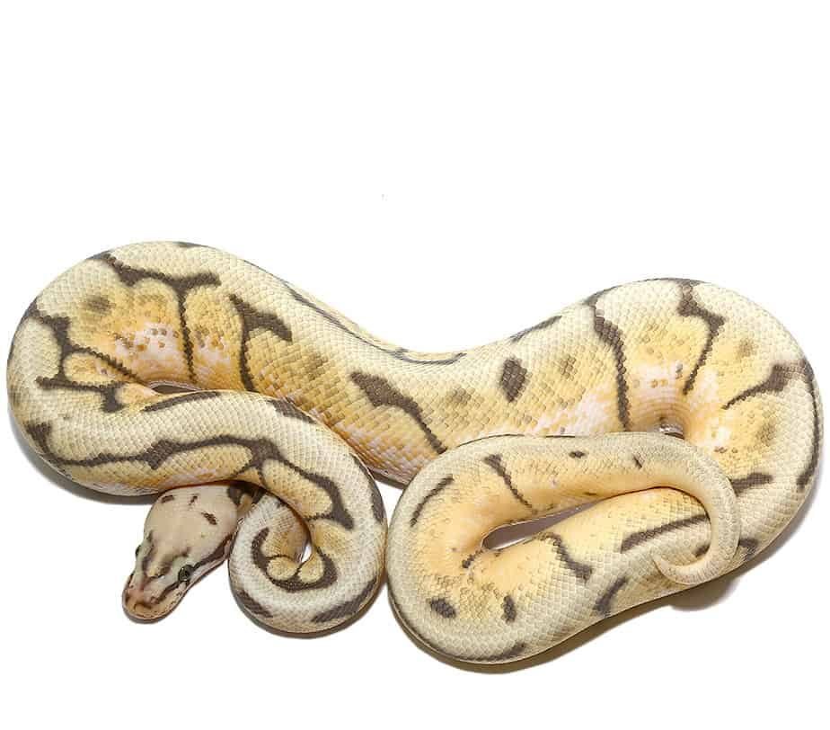 humblebee het pied ball python for sale humblebee het pied ball python for sale