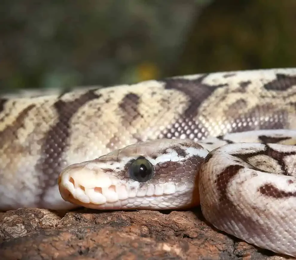 juvenile ghi pewter bee ball python for sale juvenile ghi pewter bee ball python for sale