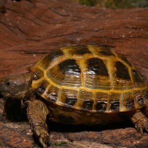 juvenile russian tortoise for sale