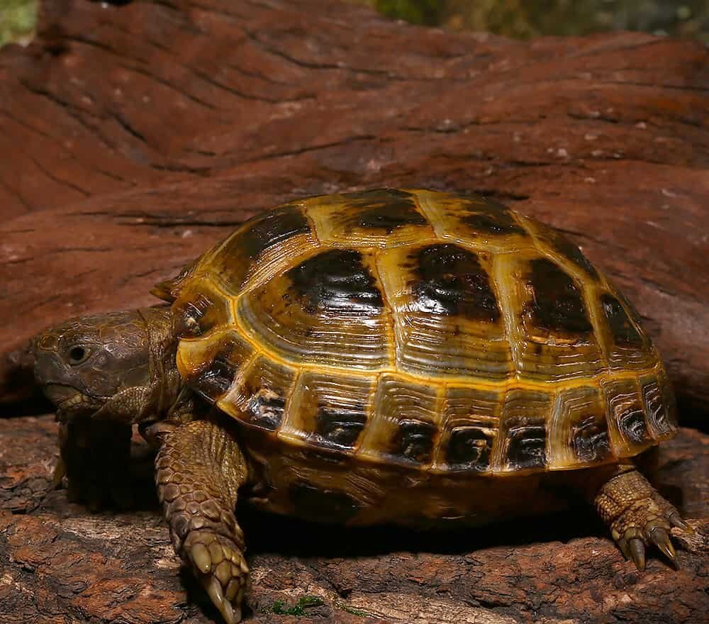juvenile russian tortoise for sale juvenile russian tortoise for sale
