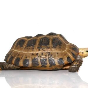 juvenile elongated tortoise for sale